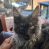 DreamCoon Maine Coon cattery photo 9