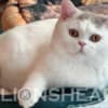 British Shorthair Availabe kittens photo 1