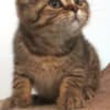 British Shorthair Availabe kittens photo 2