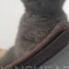 British Shorthair Availabe kittens photo 3