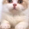 British Shorthair Availabe kittens photo 4