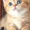 British Shorthair Availabe kittens photo 5