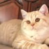 British Shorthair Availabe kittens photo 6
