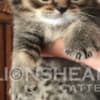British Shorthair Availabe kittens photo 7