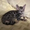 Brown Bengal kitten photo 1