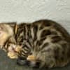 Brown Bengal kitten photo 2