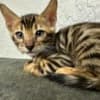 Brown Bengal kitten photo 3
