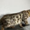 Brown Bengal kitten photo 4