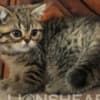 British Shorthair Availabe kittens photo 8