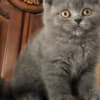 British Shorthair Availabe kittens photo 9