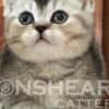 British Shorthair Availabe kittens photo 10