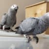 Bonded African Grey Parrots with Cage photo 2