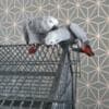 Bonded African Grey Parrots with Cage photo 3