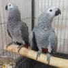 Bonded African Grey Parrots with Cage photo 1