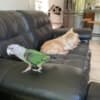 Cape Parrot photo 3
