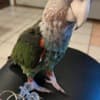 Cape Parrot photo 4