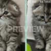 Scottish Fold kittens-??????????? ?????? photo 1