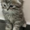 Scottish Fold kittens-??????????? ?????? photo 2