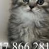 Scottish Fold kittens-??????????? ?????? photo 3