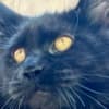 Black female Maine Coon photo 1