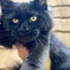 Black female Maine Coon photo 3