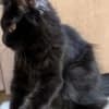 Black female Maine Coon photo 5