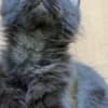 Black female Maine Coon photo 7