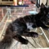 Black female Maine Coon photo 8