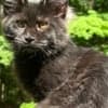 Black female Maine Coon photo 9