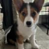 MALE AND FEMALE CORGI PUPPIES photo 1