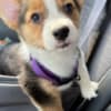MALE AND FEMALE CORGI PUPPIES photo 2