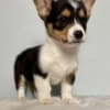 MALE AND FEMALE CORGI PUPPIES photo 3