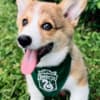 MALE AND FEMALE CORGI PUPPIES photo 4