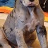 Great Dane Puppies photo 1