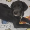 Great Dane Puppies photo 2