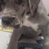 Great Dane Puppies photo 3