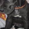 Great Dane Puppies photo 4