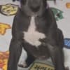 Great Dane Puppies photo 5