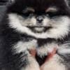 Amazing  Pomeranian Puppies For Sale  (Whatsapp : +31685390783 ) photo 2