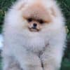 Amazing  Pomeranian Puppies For Sale  (Whatsapp : +31685390783 ) photo 3
