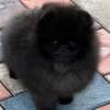 Amazing  Pomeranian Puppies For Sale  (Whatsapp : +31685390783 ) photo 4