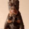 Adorable Doberman Puppies Ready To Go photo 1