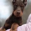 Adorable Doberman Puppies Ready To Go photo 2