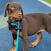 Adorable Doberman Puppies Ready To Go photo 3