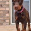 Adorable Doberman Puppies Ready To Go photo 4