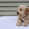 Adorable Golden Retriever Puppies Ready To Go photo 1