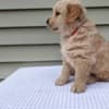 Adorable Golden Retriever Puppies Ready To Go photo 2