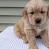 Adorable Golden Retriever Puppies Ready To Go photo 3