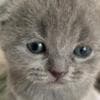 Scottish straight and Scottish fold: photo 1