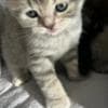 Scottish straight and Scottish fold: photo 2